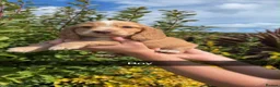 Cocker Spaniel dogs for sale:  show type cocker spaniel puppies🐾 - Advert 31
