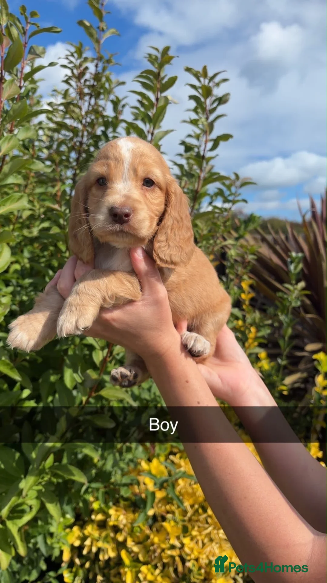 Cocker Spaniel dogs for sale:  show type cocker spaniel puppies🐾 - Advert 31