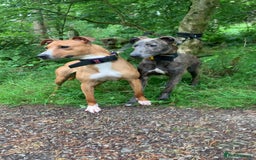 Lurcher dogs for sale: Collie Whippet grey x bull greyhound  - Image 3