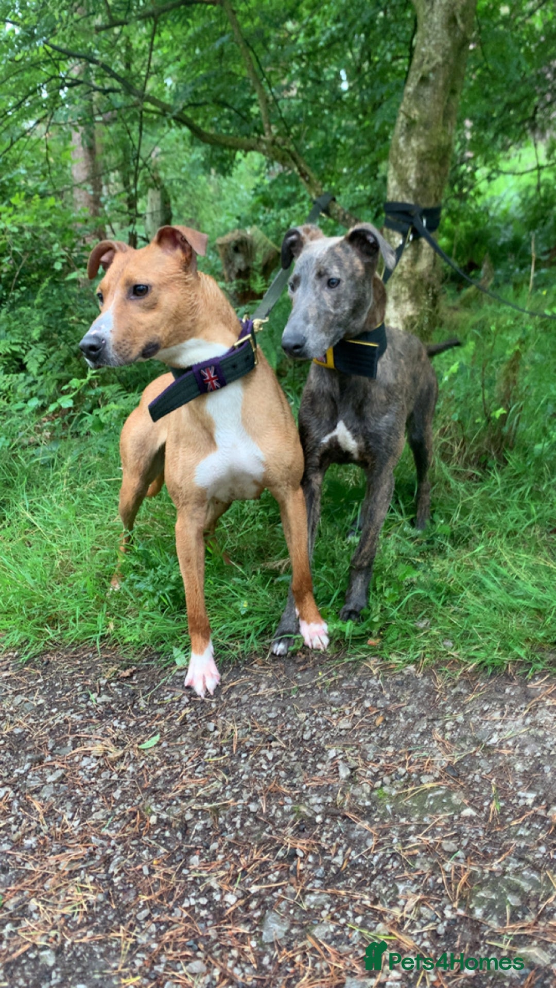 Lurcher dogs for sale: Collie Whippet grey x bull greyhound  - Image 3