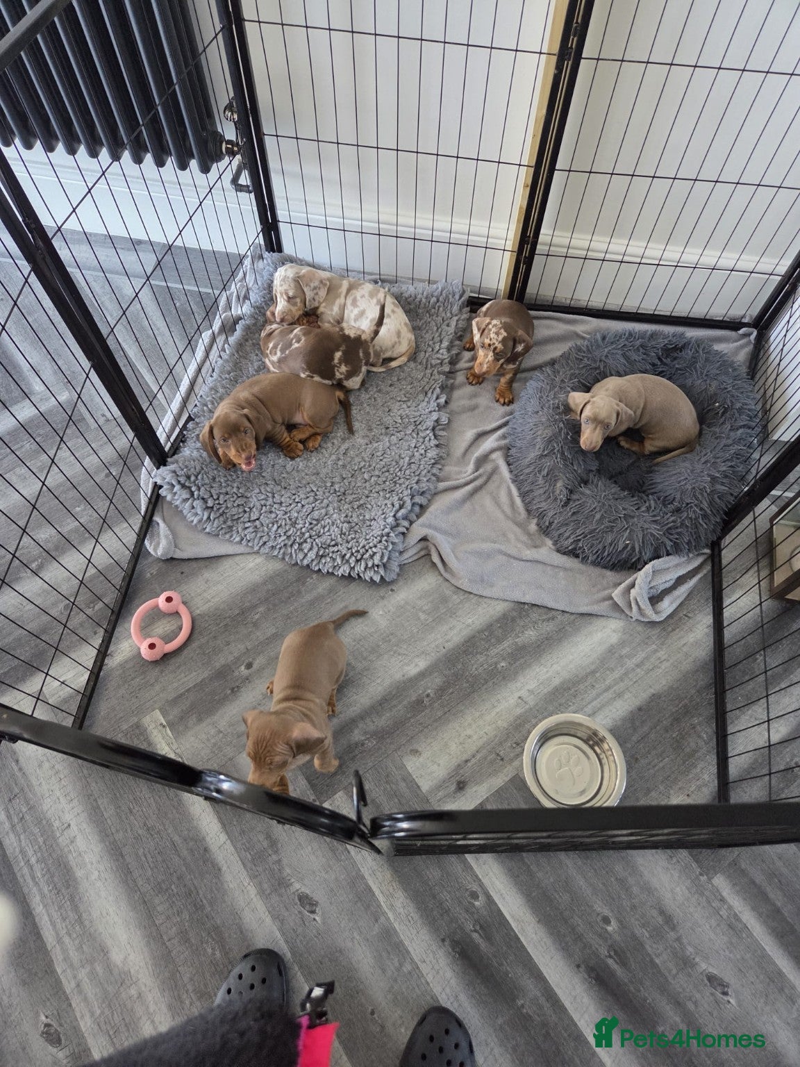 Miniature Dachshund dogs Adorable miniature dachshund puppies  - Advert 1