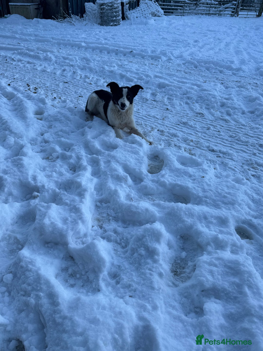 Border Collie dogs for sale: Gorgeous Sheep Dog Pups  - Advert 1