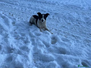Border Collie dogs Gorgeous Sheep Dog Pups - Advert 4