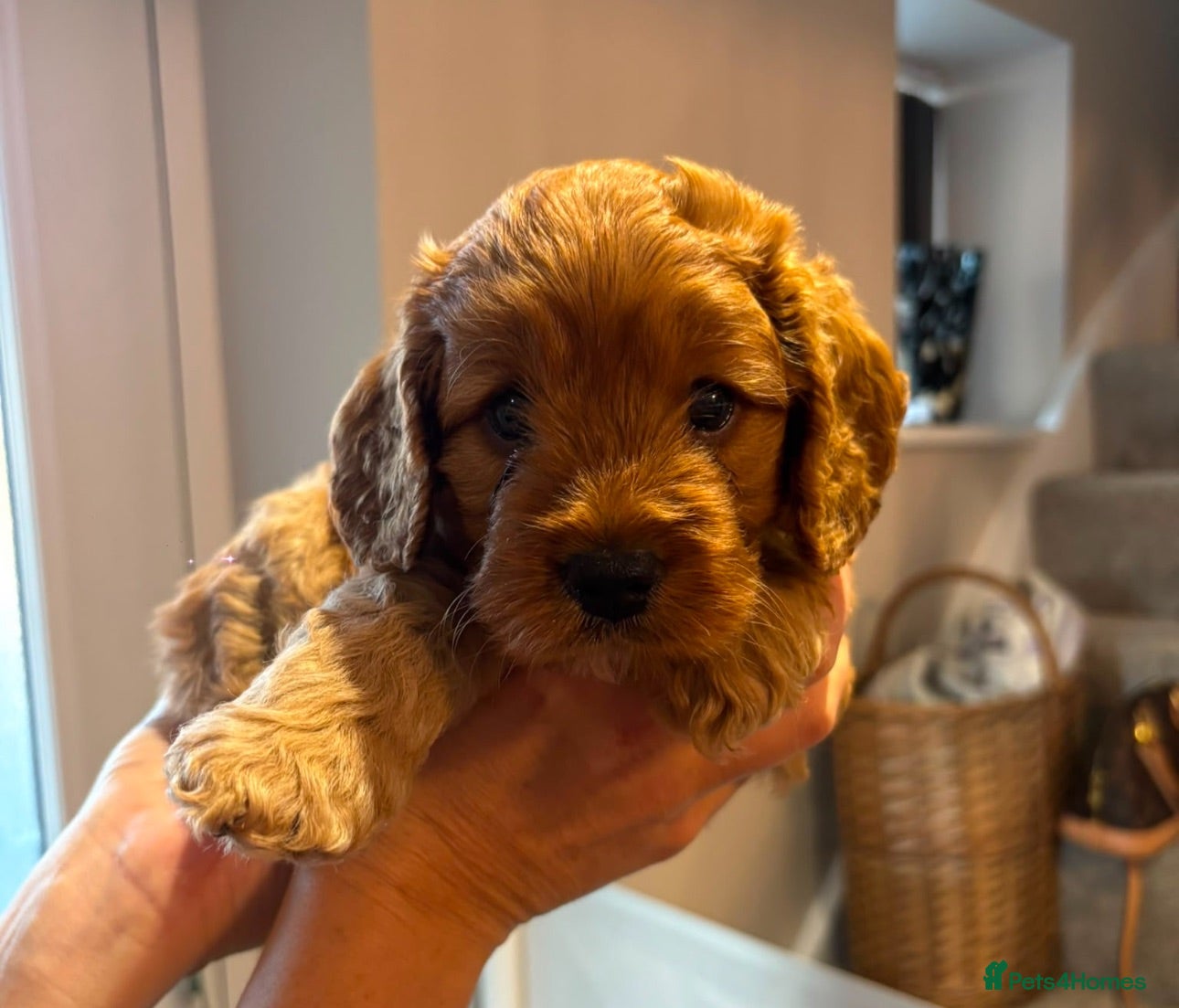 Cockapoo dogs BEAUTIFUL RED TOY COCKAPOOS! - Advert 1