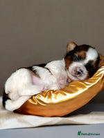 Yorkshire Terrier dogs Posh puppies😍😍 colorfull Yorkshire terrier🐶🐶🐶 - Advert 3