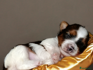 Yorkshire Terrier dogs Posh puppies😍😍 colorfull Yorkshire terrier🐶🐶🐶 - Advert 4