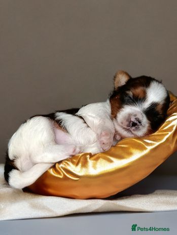 Yorkshire Terrier dogs Posh puppies😍😍 colorfull Yorkshire terrier🐶🐶🐶 - Advert 1