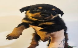 Rottweiler dogs for sale: READY NOW- Beautiful Rottweiler Puppies - Image 32