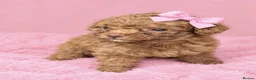 Maltipoo dogs for sale: stunning maltipoo puppies - Advert 12