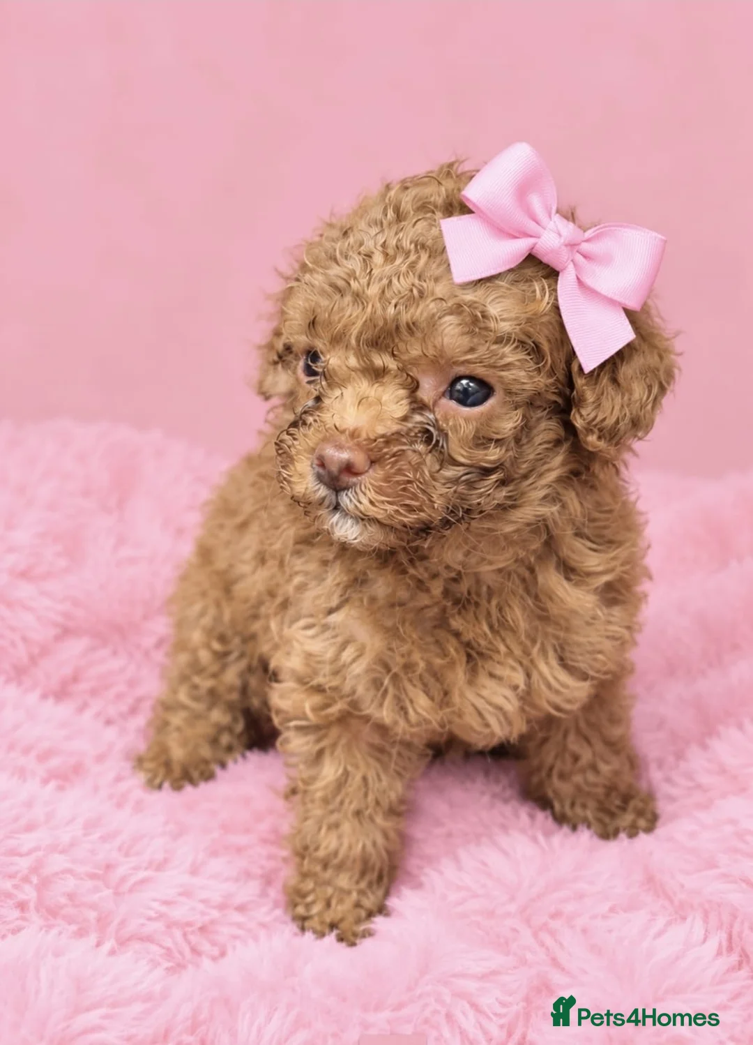Maltipoo dogs for sale: stunning maltipoo puppies - Advert 12
