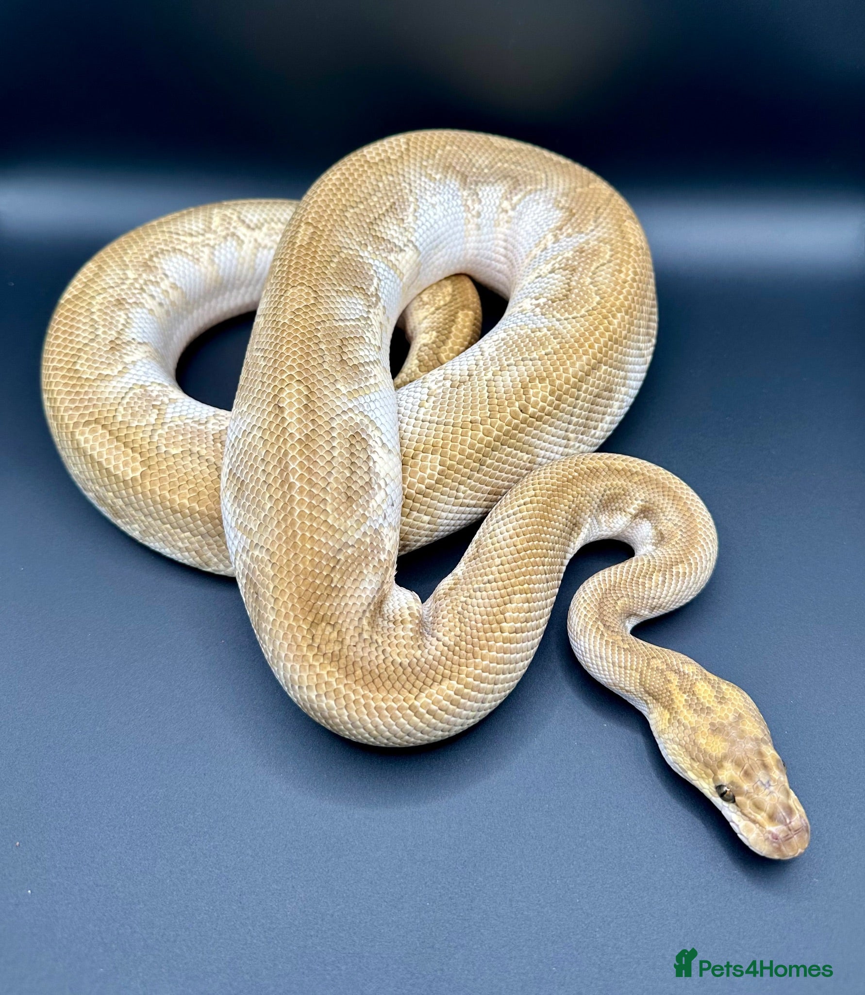 Python Snake reptiles Ball Pythons, including a couple hatchlings  - Advert 2