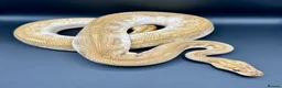 Python Snake reptiles for sale: Ball Pythons, including a couple hatchlings  - Advert 2