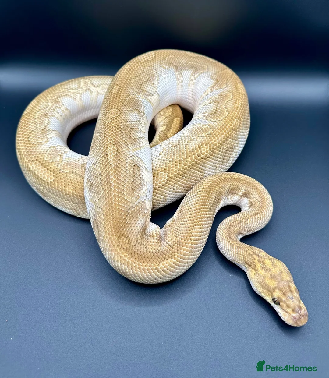 Python Snake reptiles for sale: Ball Pythons, including a couple hatchlings  - Advert 2