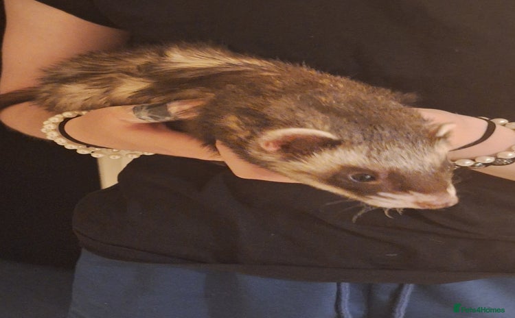 Ferret rodents - Advert 3