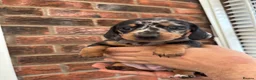 Miniature Dachshund dogs for sale: Beautiful KC true to breed miniature dachshunds   - Advert 3