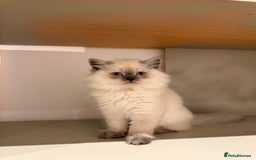 British Longhair cats for sale: British long hair female  - Image 12