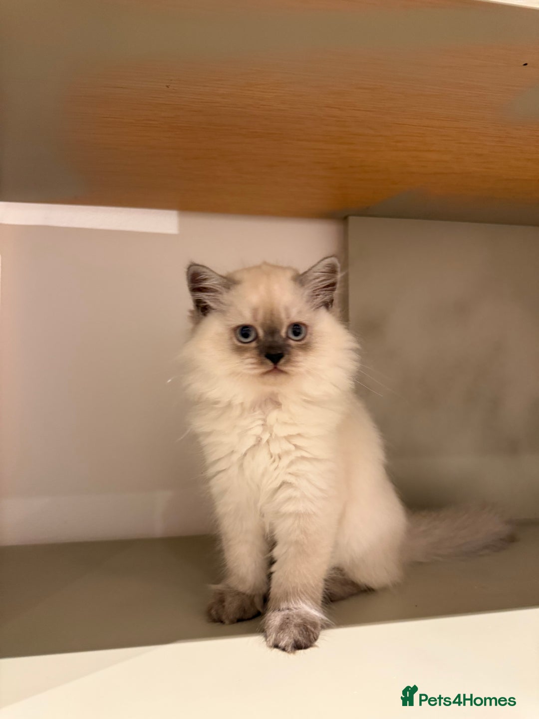British Longhair cats for sale: British long hair female  - Image 12