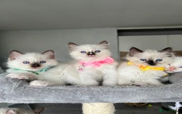 Ragdoll cats for sale: Registered Ragdoll kittens LAST GIRL HCM/PKD clear - Image 21