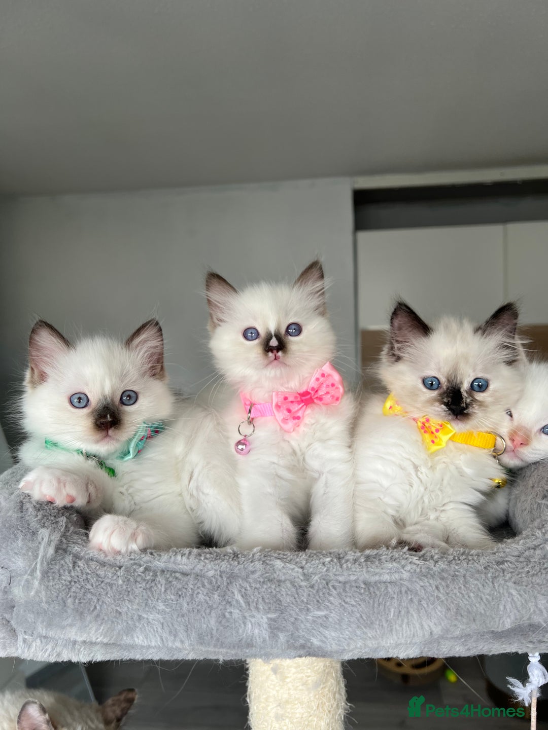 Ragdoll cats for sale: Registered Ragdoll kittens LAST GIRL HCM/PKD clear - Image 21