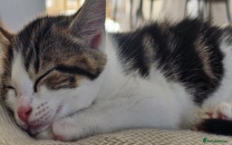 Mixed Breed cats for sale: Beautiful friendly kitties 💖 ready for homes 💕 - Image 22