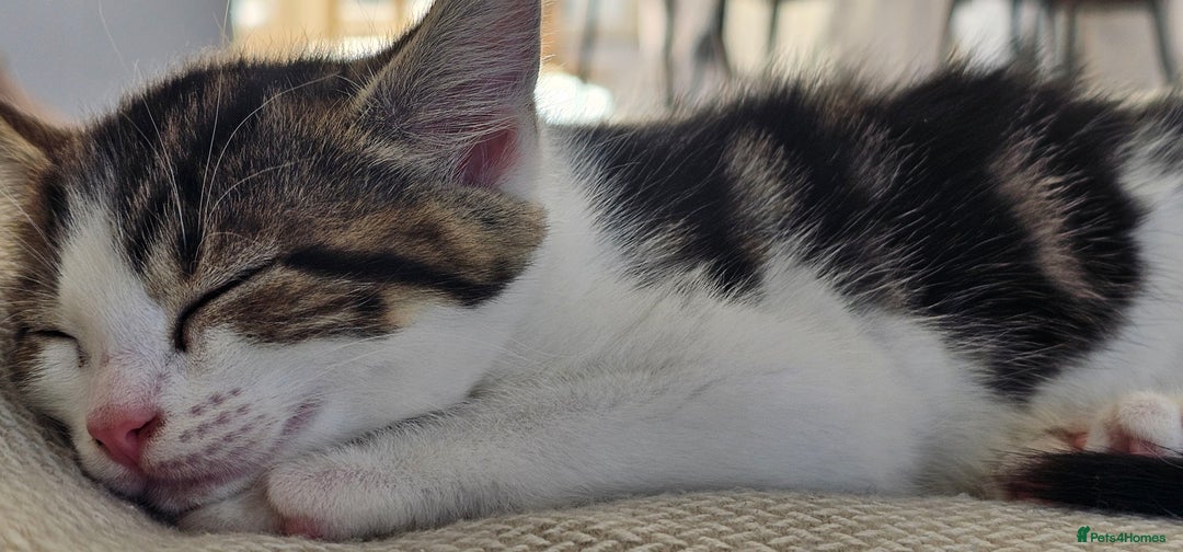 Mixed Breed cats for sale: Beautiful friendly kitties 💖 ready for homes 💕 - Image 22
