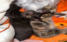 Mixed Breed cats for sale: Tabby and black kittens  - Image 11