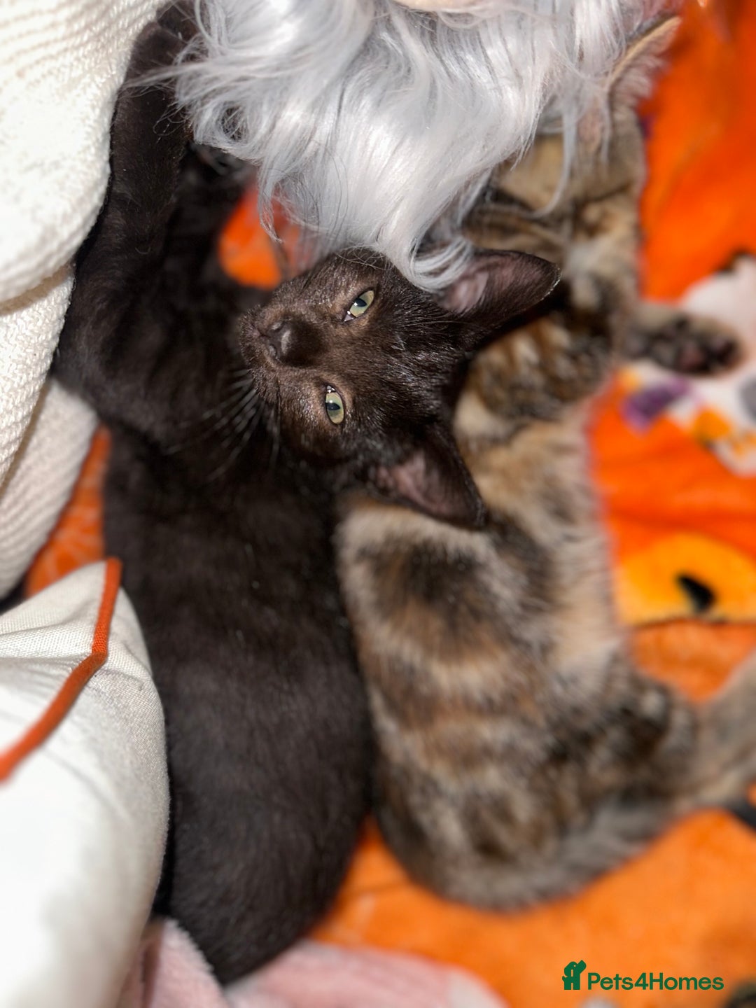 Mixed Breed cats for sale: Tabby and black kittens  - Image 11