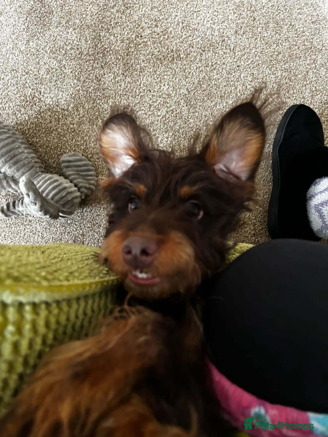 Jackapoo dogs for sale: 3 year old jackapoo - Advert 2