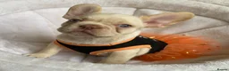 French Bulldog dogs for sale: FRENCH BULLDOGS, MERLE, ROJO, ISABELLA NEWSHADE. - Advert 36
