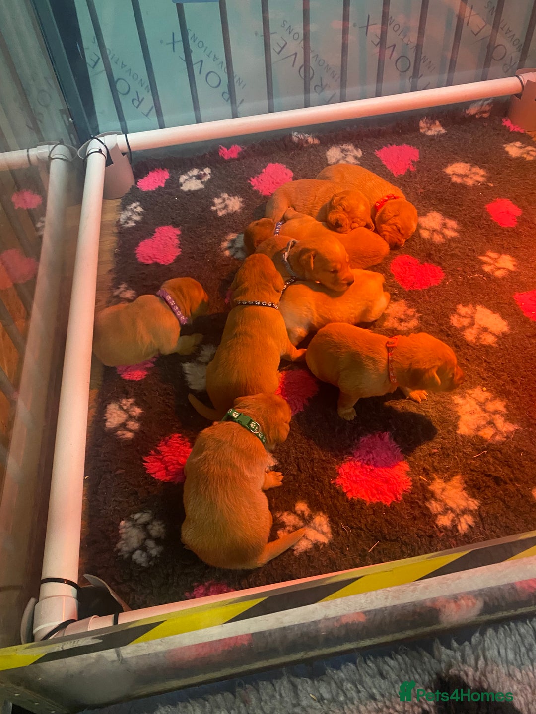Labrador Retriever dogs for sale: Stunning Litter from working parents KC reg - Image 4