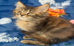 Maine Coon cats for sale: Pedigree MainCoon Kittens  - Image 2
