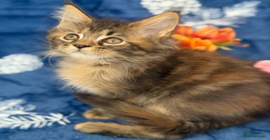 Maine Coon cats - Advert 9