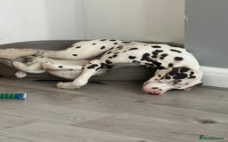 Dalmatian dogs for sale: Looking to rehome my Dalmation male  - Image 7