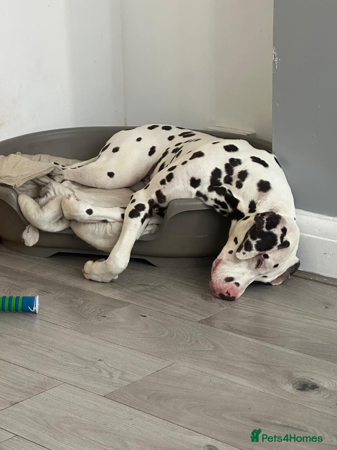 Dalmatian dogs for sale: Looking to rehome my Dalmation male  - Image 7