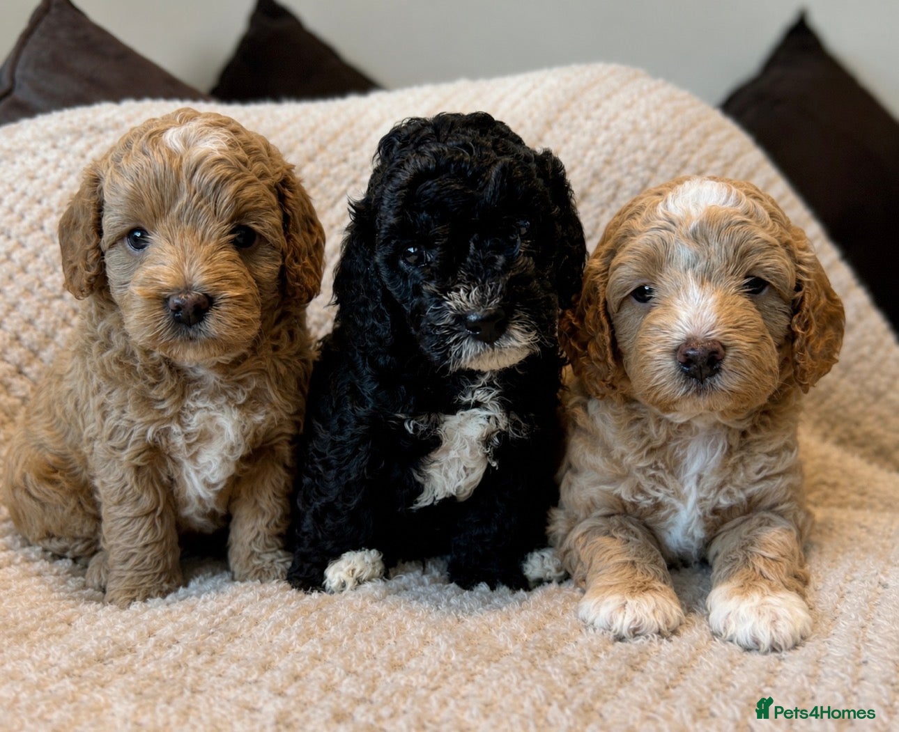 Cavapoo dogs Beautiful F1B Cavapoo Puppies  - Advert 8