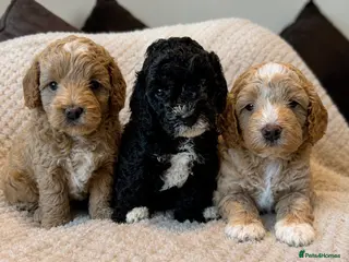 Cavapoo dogs Beautiful F1B Cavapoo Puppies - Advert 2
