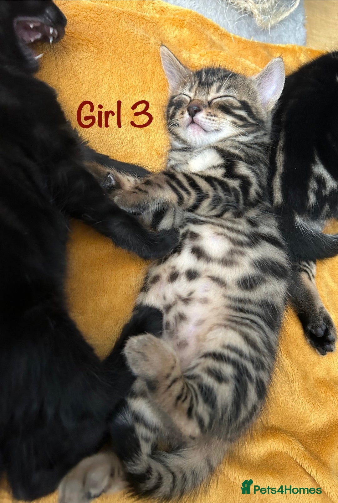 Bengal cats for sale: 3/4 Bengal - cross kittens  - Image 12