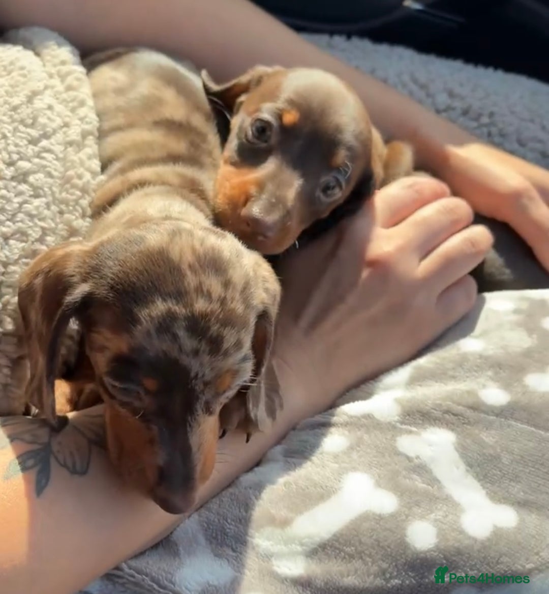Miniature Dachshund dogs for sale: beautiful little dapple miniature Dachshund - Image 2