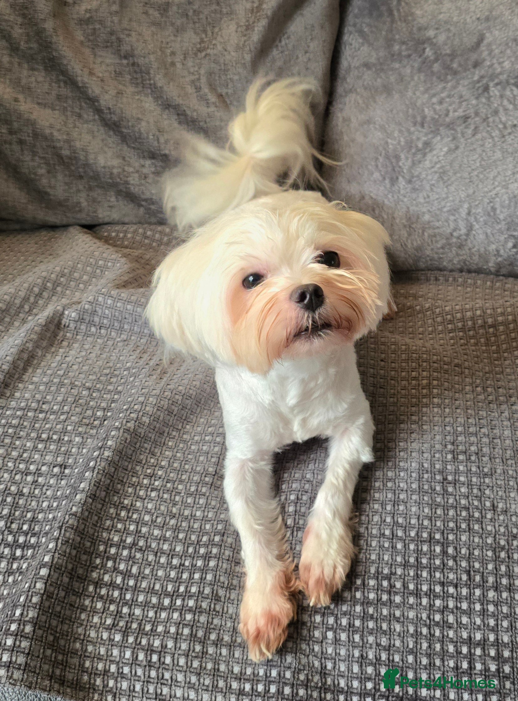 Maltese dogs Maltese kc champion lines health tested  for Stud  - Advert 4