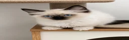 Ragdoll cats for sale: Beautiful ragdoll kittens  - Advert 17