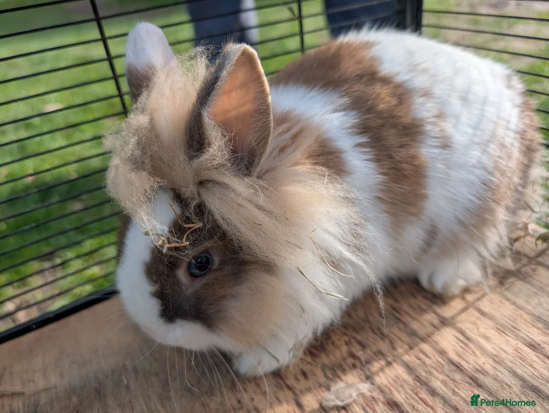 Lionhead rabbits for sale: 5 Fluffy Lion head bunnies for sale  - Advert 2