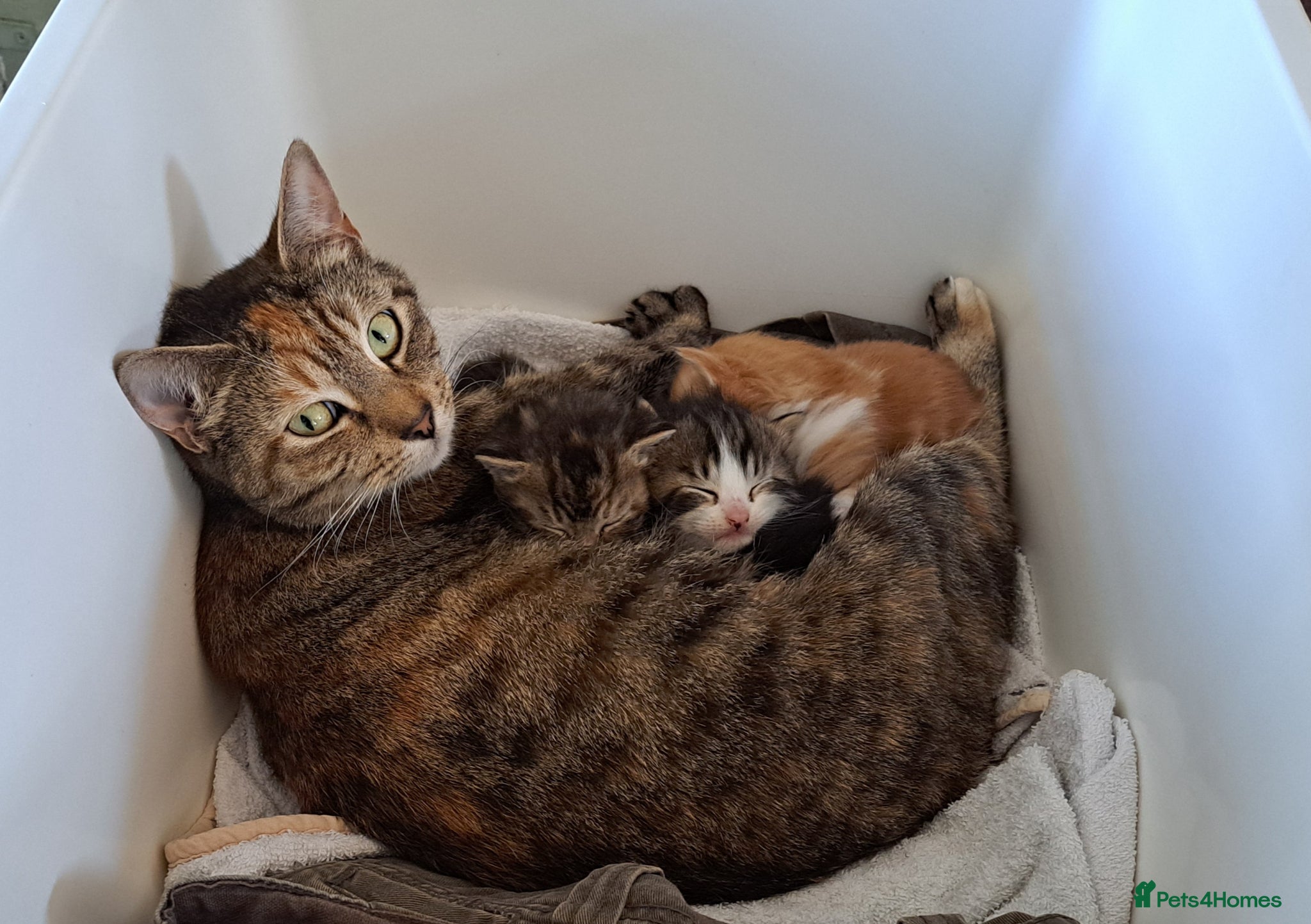 Mixed Breed cats for sale: Adorable little kittens in Westcliff-on-Sea - Advert 1