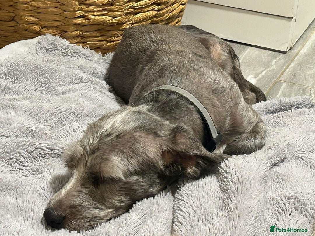 Mixed Breed dogs for adoption: Clint - Norwich Norfolk  - Image 1