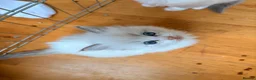 Ragdoll cats for sale: Stunning Colour Point and Bicolour Ragdoll Kittens - Advert 9
