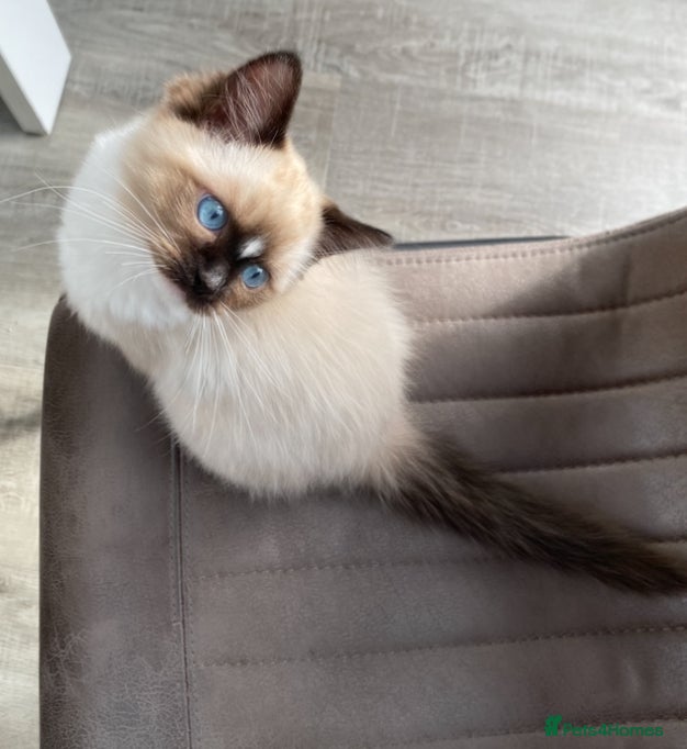 Ragdoll cats TICA registered Ragdoll Kittens Available  - Advert 8