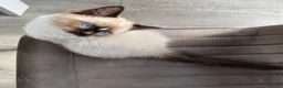 Ragdoll cats for sale: TICA registered Ragdoll Kittens Available  - Advert 3