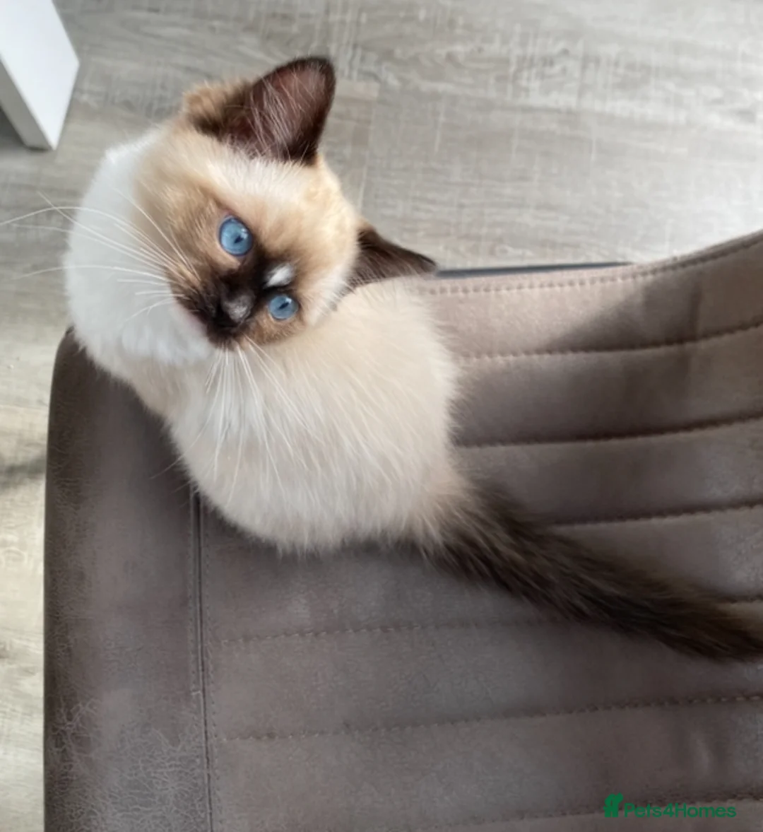 Ragdoll cats for sale: TICA registered Ragdolls Available  - Advert 2