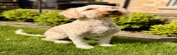 Australian Labradoodle dogs for sale: Gorgeous Australian Labradoodle Girl in Harrogate - Advert 2