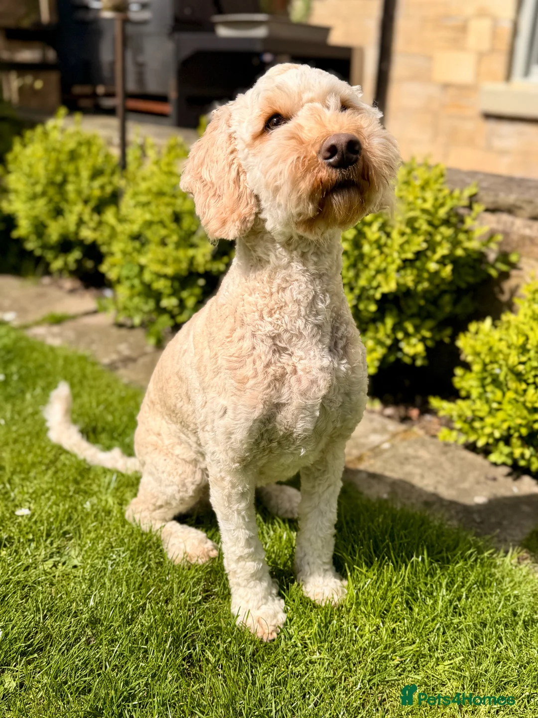 Australian Labradoodle dogs for sale: Gorgeous Australian Labradoodle Girl in Harrogate - Advert 2