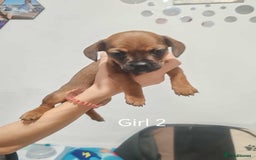 Mixed Breed dogs for sale: Puppy’s for sale  - Image 5
